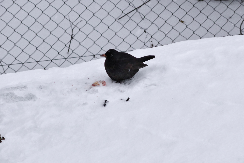 Aufgeplusterte Amsel sichert ihre  Vitaminbombe . - 14.12.2012