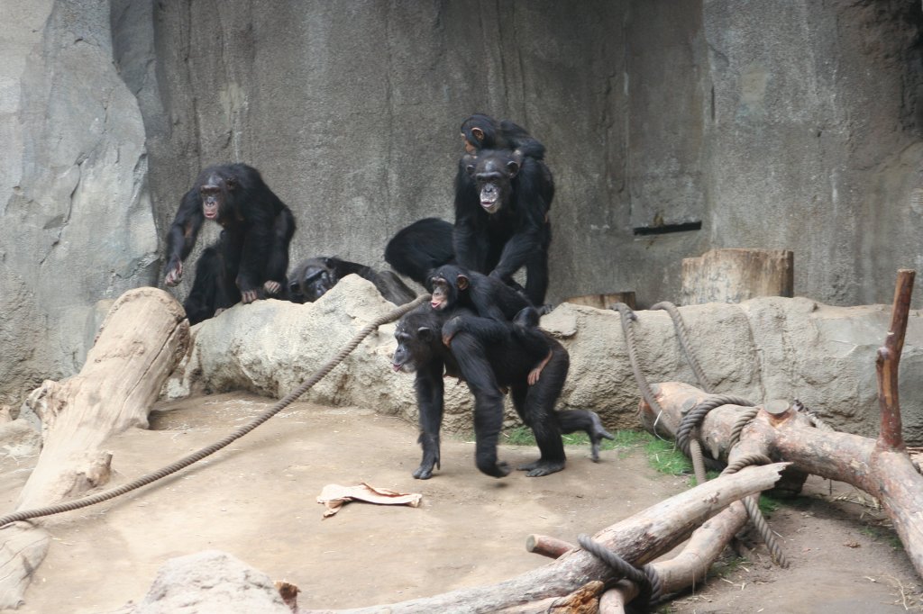 Aufgeregte Schimpansen im Pongoland am 14.09.2008 in Leipzig.