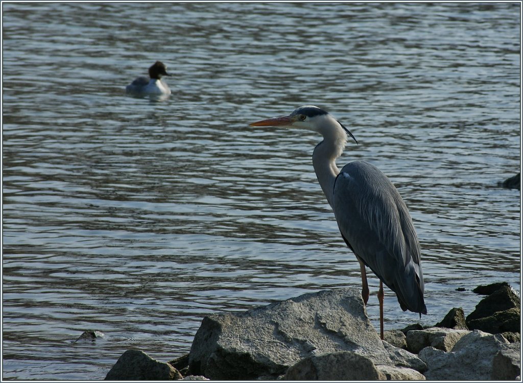 Aufmerksam beobachtet dieser Fischreiher seine Umgebung.
(25.02.2013)