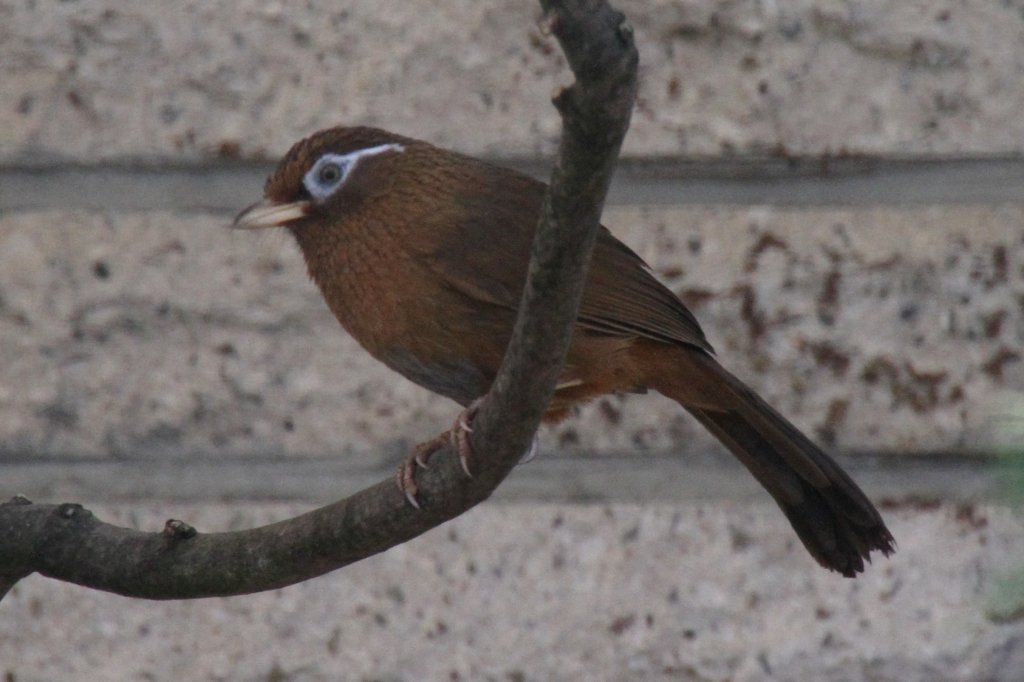 Augenbrauenhherling (Garrulax canorus) im Tierpark Berlin.