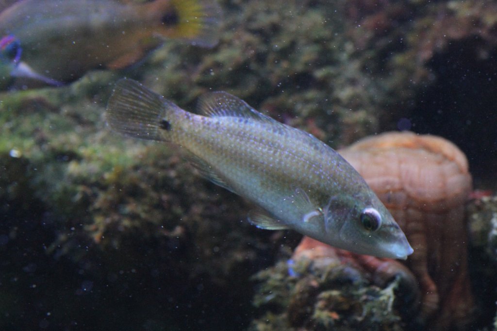 Augenfleck-Lippfisch (Symphodus ocellatus) am 9.2.2010 im Vivarium Karlsruhe.