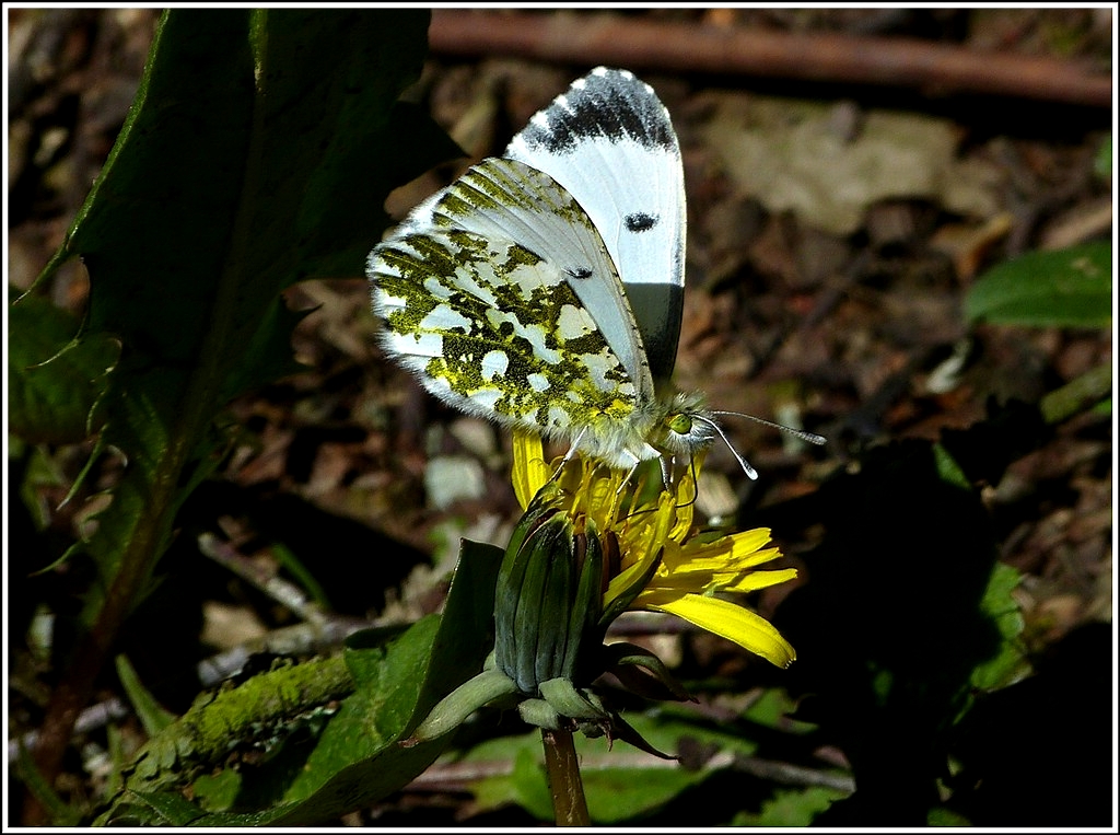 Aurorafalter (Anthocharis cardamines), Weibchen. 29.04.2012 (Jeanny)