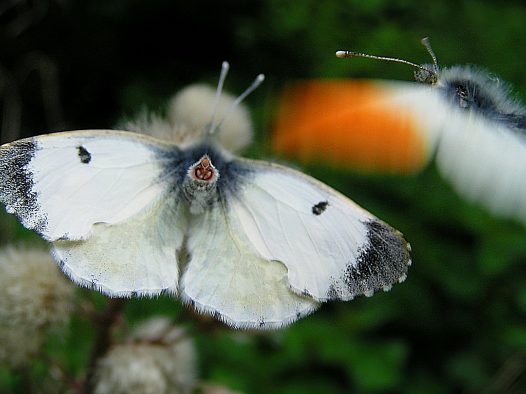 Aurorafalter(Anthocharis cardamines) Prchen kurz vor, bzw. whrend der Begattung, (das Weibchen hebt und ffnet ihren Hinterleib in Sekundenbruchteilen whrend das Mnnchen wie wild um sie kreist und den Krperkontakt herstellen will);100510