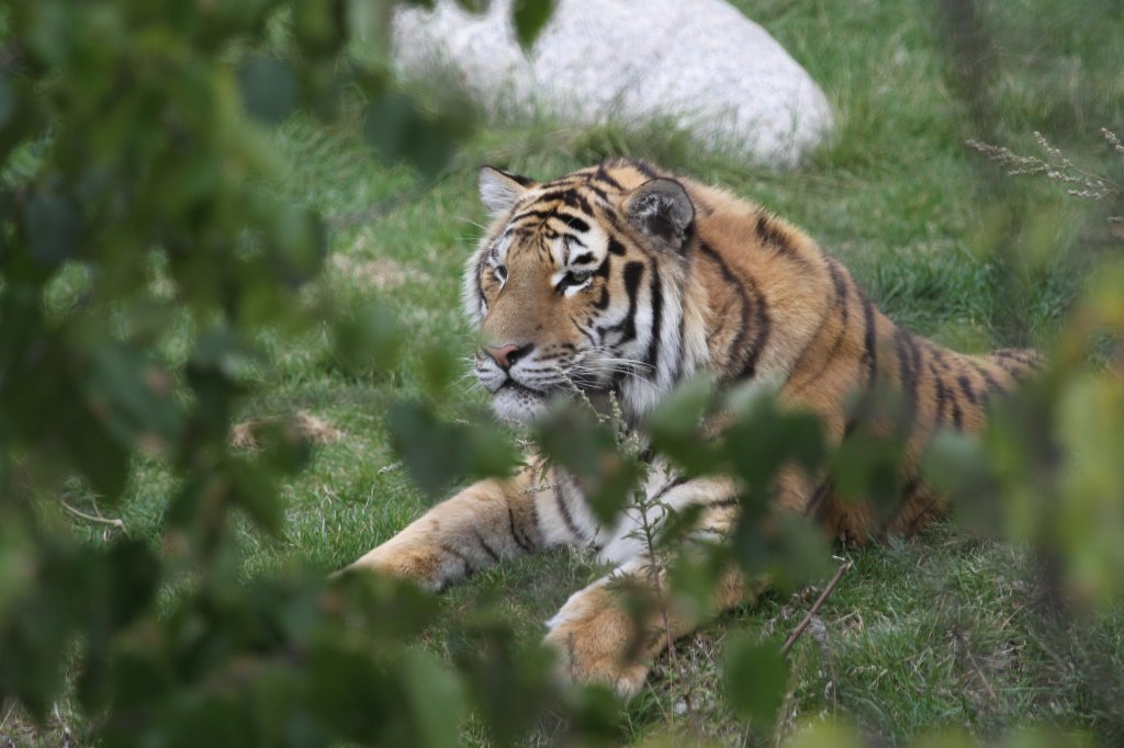Aus einem anderen Blickfeld. Sibirischer Tiger am 18.9.2010 im Zoo Sauvage de Saint-Flicien,QC.
