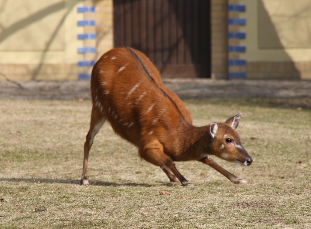 Ausgelassenes Spiel. Westliches Sitatunga (Tragelaphus spekii gratus) am 11.3.2010 im Zoo Berlin.