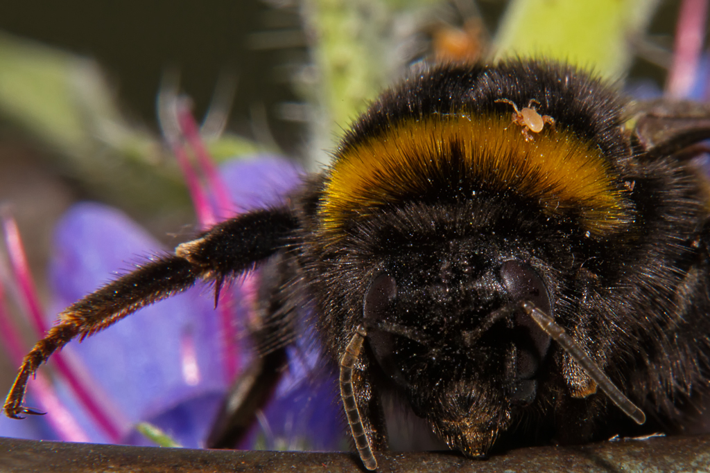 Ausgesaugt-eine Hummel mit Milben Problem - 01.08.2012