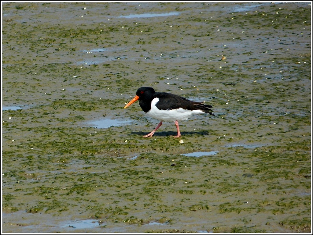 Austernfischer auf Nahrungssuche im Wattenmeer bei Wangerooge am 07.05.2012. (Jeanny)