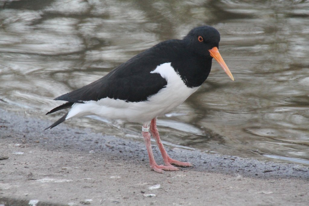 Austernfischer (Haematopus ostralegus) am 18.4.2010 im Tierpark Berlin.