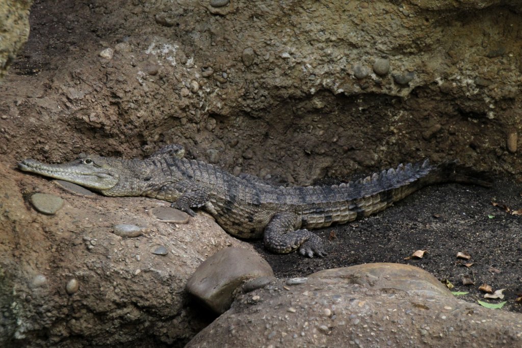 Australien-Krokodil (Crocodylus johnsoni) am 19.3.2010 im Zoo Basel.