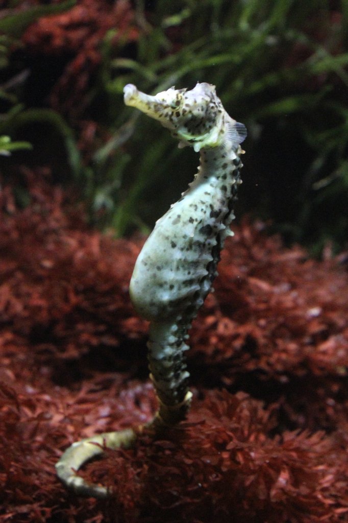 Australien-Topfbauchseepferdchen (Hippocampus bleekeri) am 19.3.2010 im Zoo Basel.