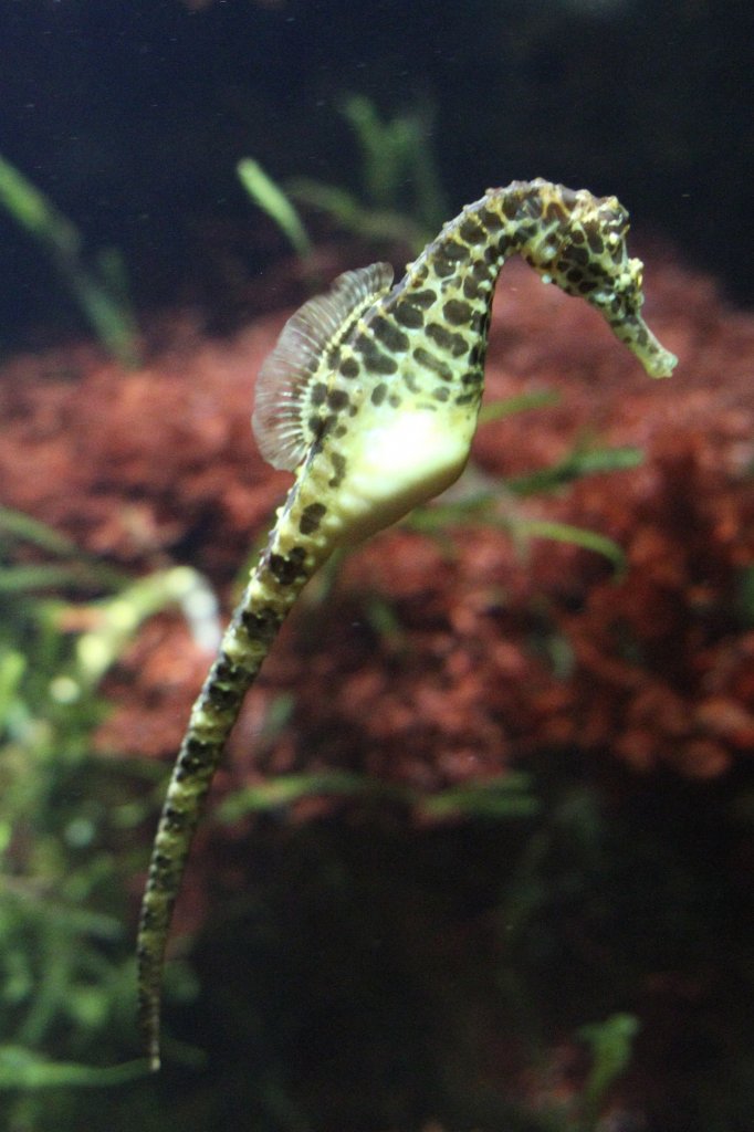 Australien-Topfbauchseepferdchen (Hippocampus bleekeri) am 19.3.2010 im Zoo Basel.