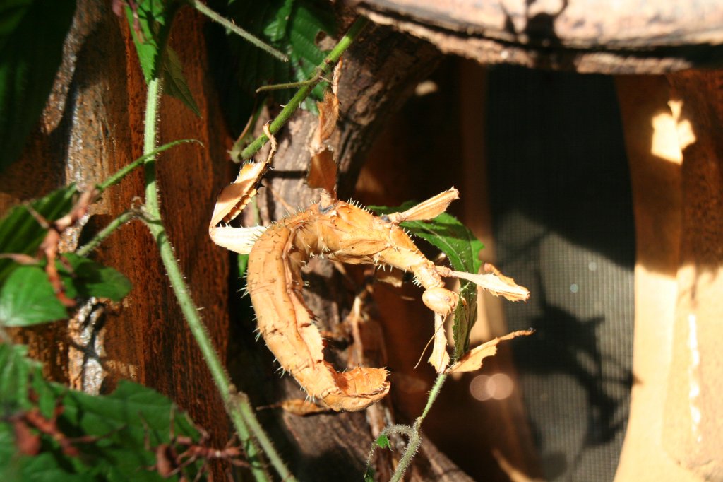 Australische Gespenstschrecke (Extatosoma tiaratum) am 7.12.2009 im Zoo Dresden.