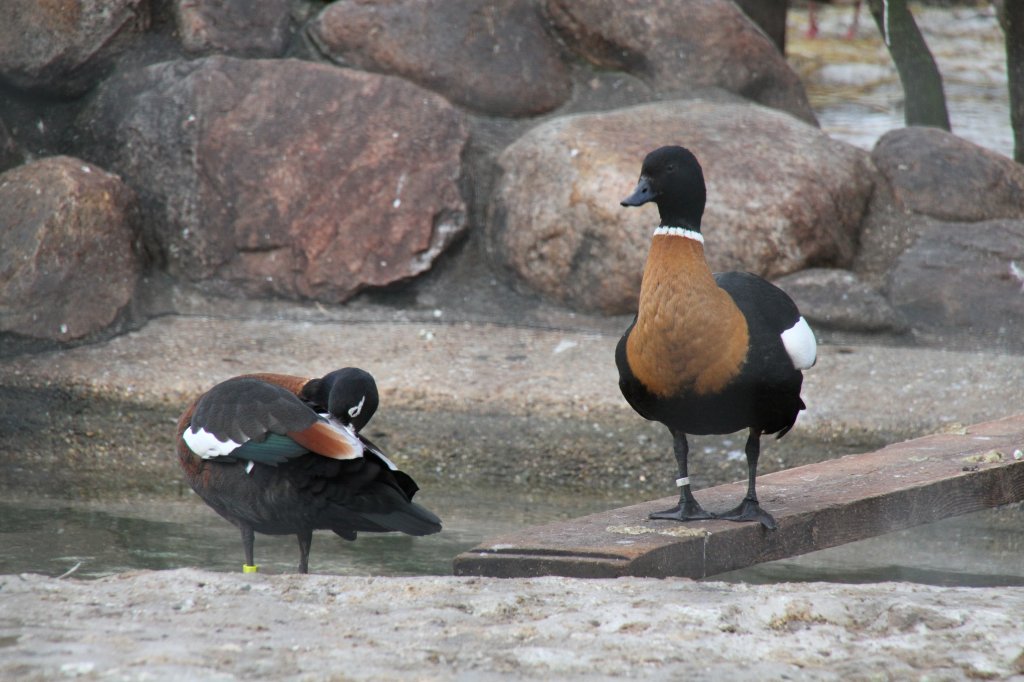 Australische Kasarka oder auch Halsbandkasarka (Tadorna tadornoides) am 25.2.2010 im Zoologischen Garten Berlin.
 
