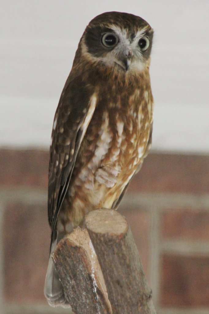 Australischer Kuckuckskauz (Ninox novaeseelandiae boobook) im Tierpark Berlin.