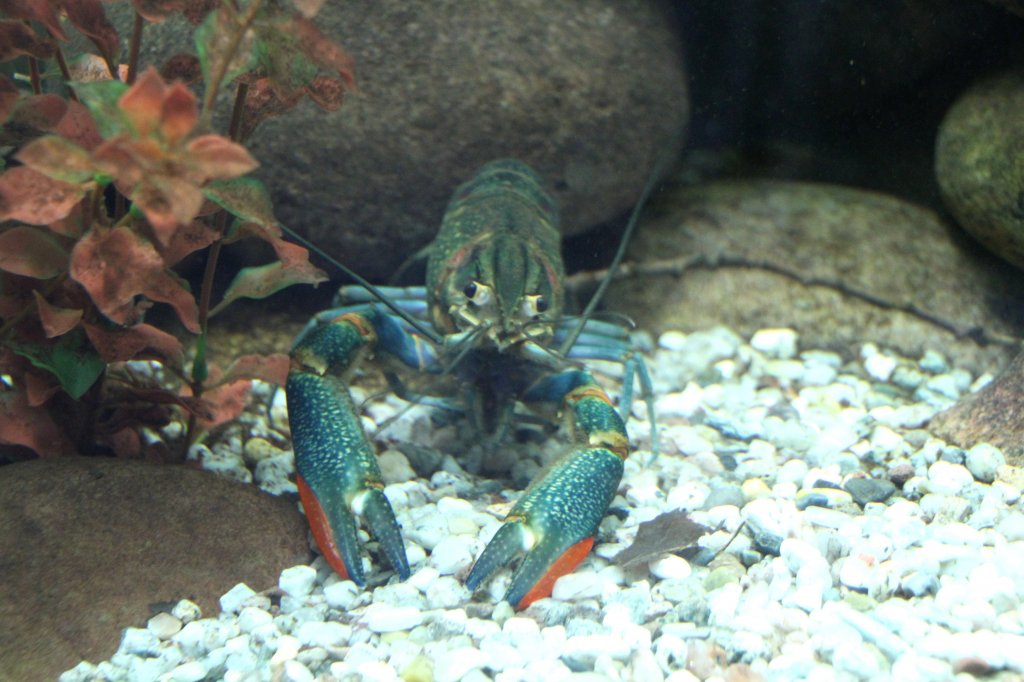 Australischer Rotscherenkrebs (Cherax quadricarinatus) am 12.3.2010 im Zooaquarium Berlin.