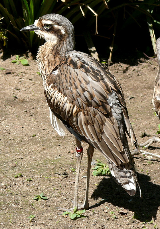 Australischer Triel am 17.05.2009 in Wilhelma/Stuttgart