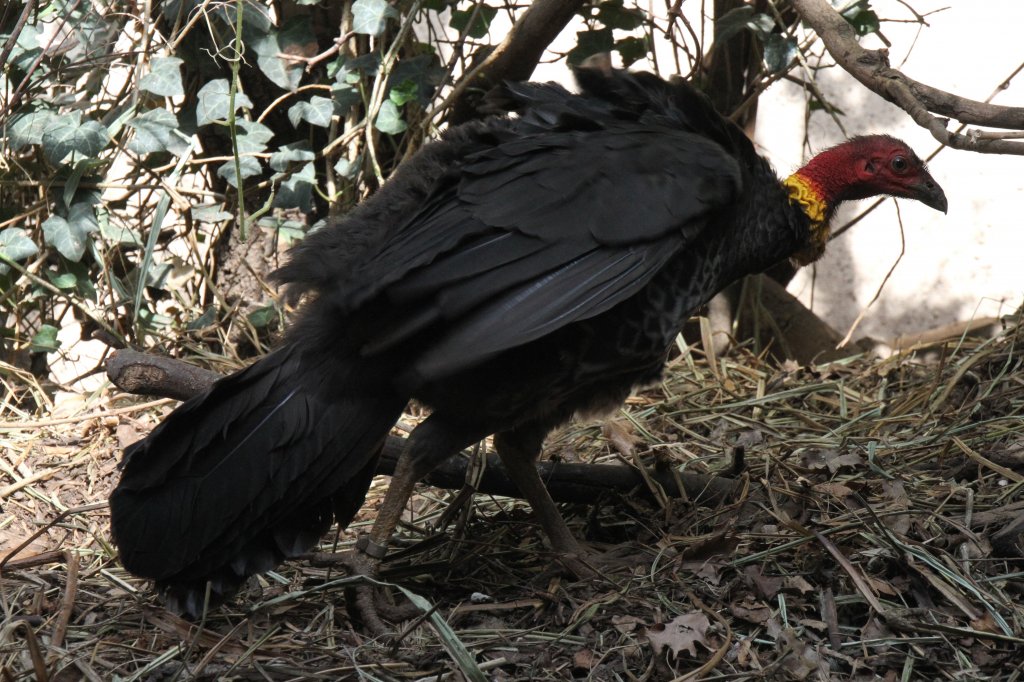 Australisches Buschhuhn (Alectura lathami) am 19.3.2010 im Zoo Basel.