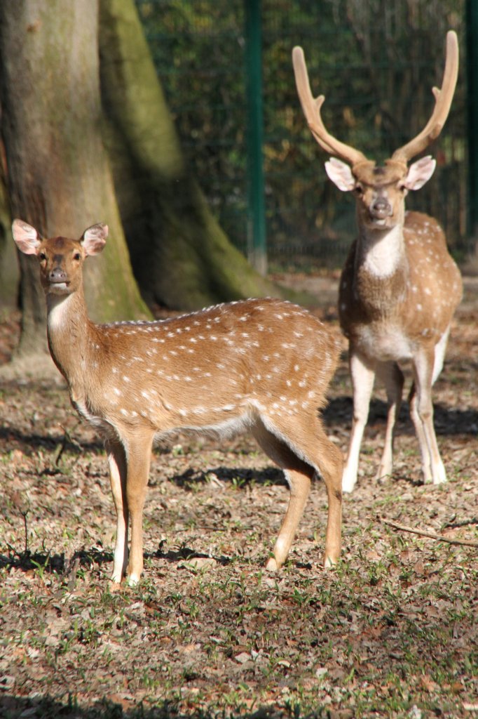 Axishirsch oder Chital (Axis axis) am 18.4.2010 im Tierpark Berlin.