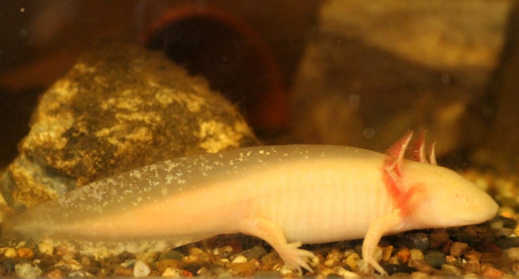 Axolotl (Ambystoma mexicanum) am 10.3.2010 im Privaten Museum in Berlin-Marienfelde. Dieser Schwanzlurch bleibt das ganze Leben in seiner Larvengestalt und durchluft keine Metarmophose.

