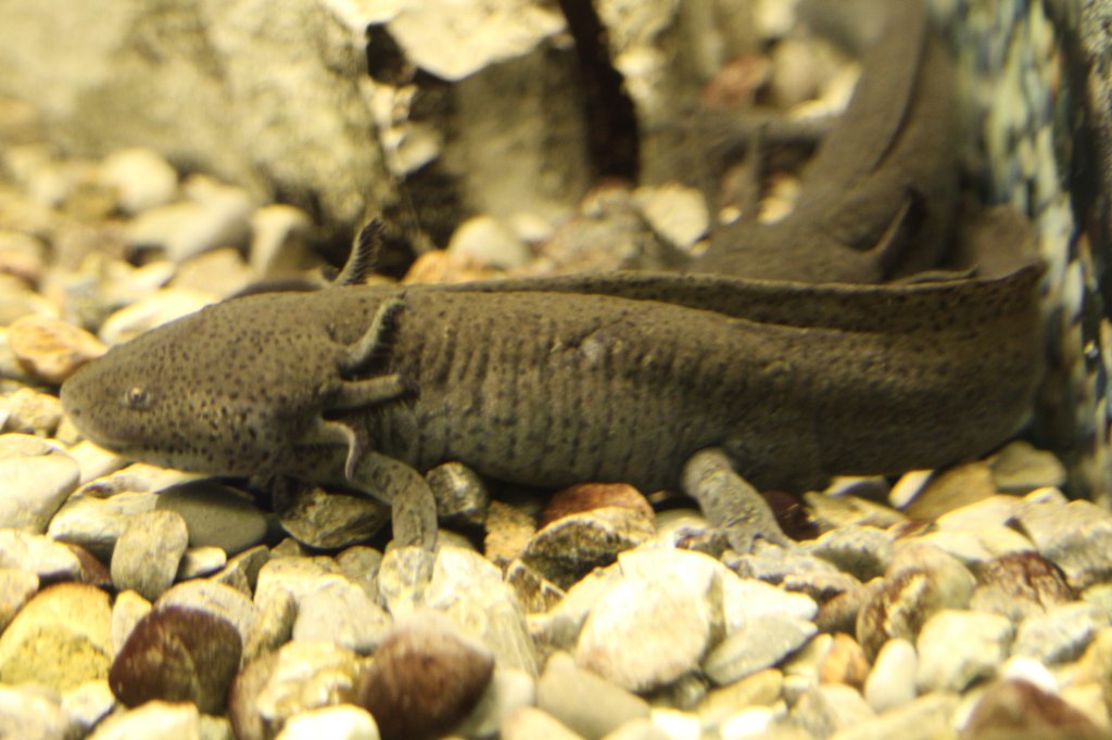 Axolotl (Ambystoma mexicanum) am 25.9.2010 im Toronto Zoo.