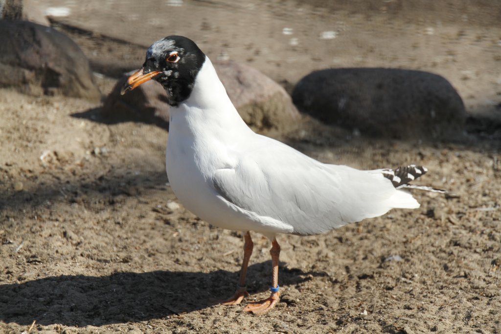 Aztekenmwe (Larus atricilla) im Tierpark Berlin.