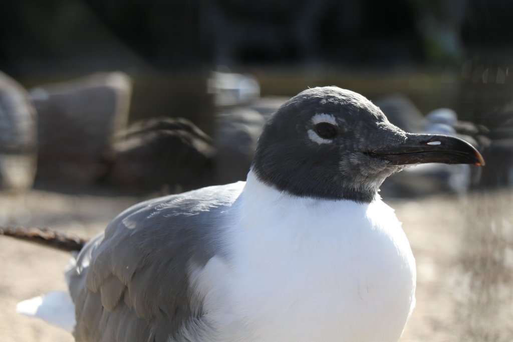 Aztekenmwe (Larus atricilla) im Tierpark Berlin.