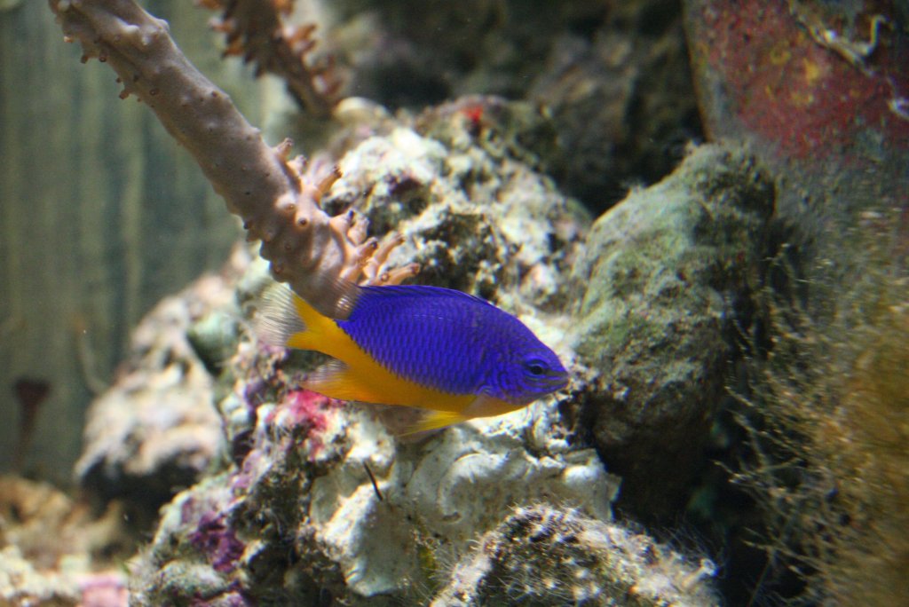 Azur Riffbarsch (Chrysiptera hemicyanea) am 10.1.2010 im Sea Life Berlin.