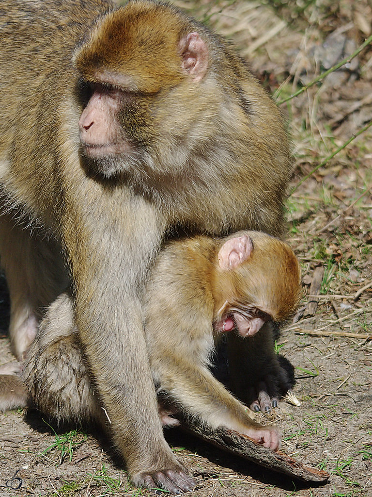 Babysitten kann zuweilen schon nervenaufreibend sein. (April 2009)