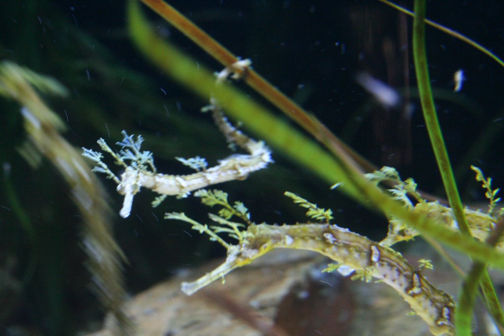 Bnder-Fetzenfisch (Haliichthys taeniophorus) am 10.1.2010 im Sea Life Berlin.