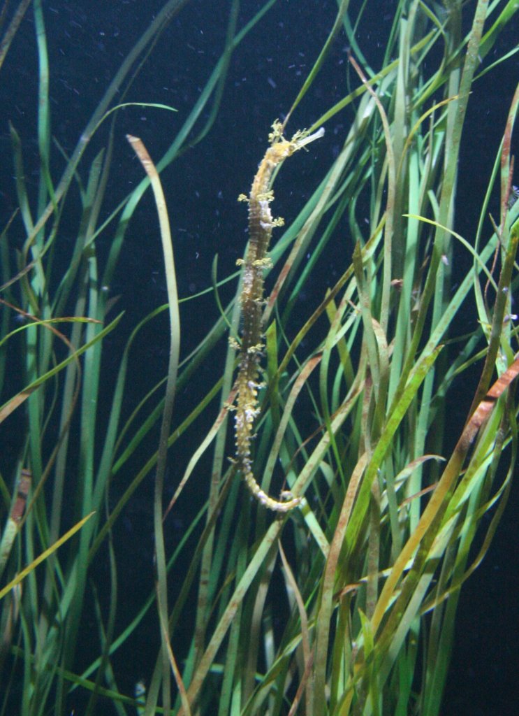 Bnder-Fetzenfisch (Haliichthys taeniophorus) versteckt sich zwischen Seegras. Sea Life Berlin am 10.1.2010.