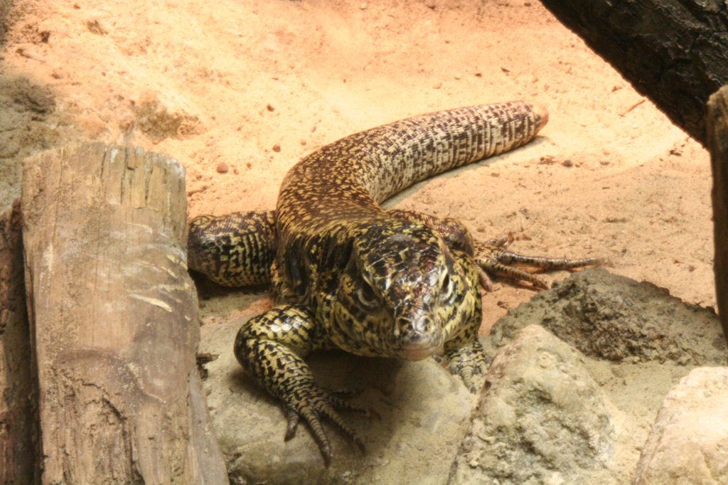 Bnderteju oder auch Schwarzgelber Teju oder Goldteju (Tupinambis teguixin) am 9.1.2010 im Tierpark Berlin.
 
