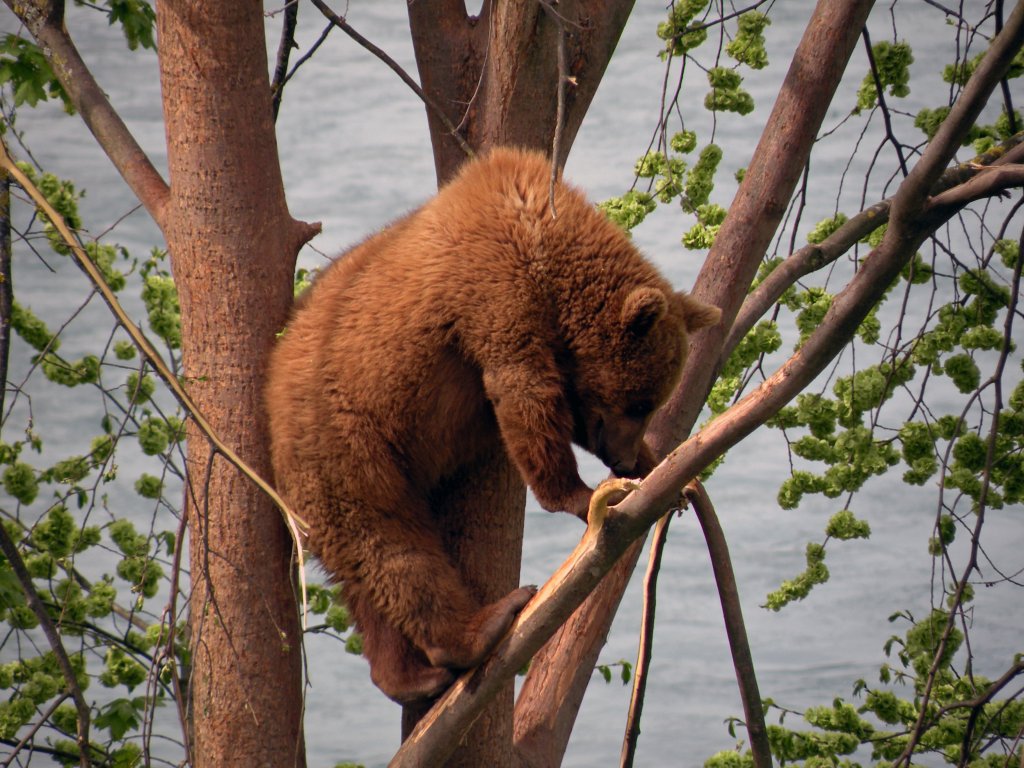 Bären sind doch gute Kletterkünstler. Das Berner Wappentier klettert in einem Baum herum. Die Aufnahme entstand im neuen Bärenpark in Bern am 14.04.2011.