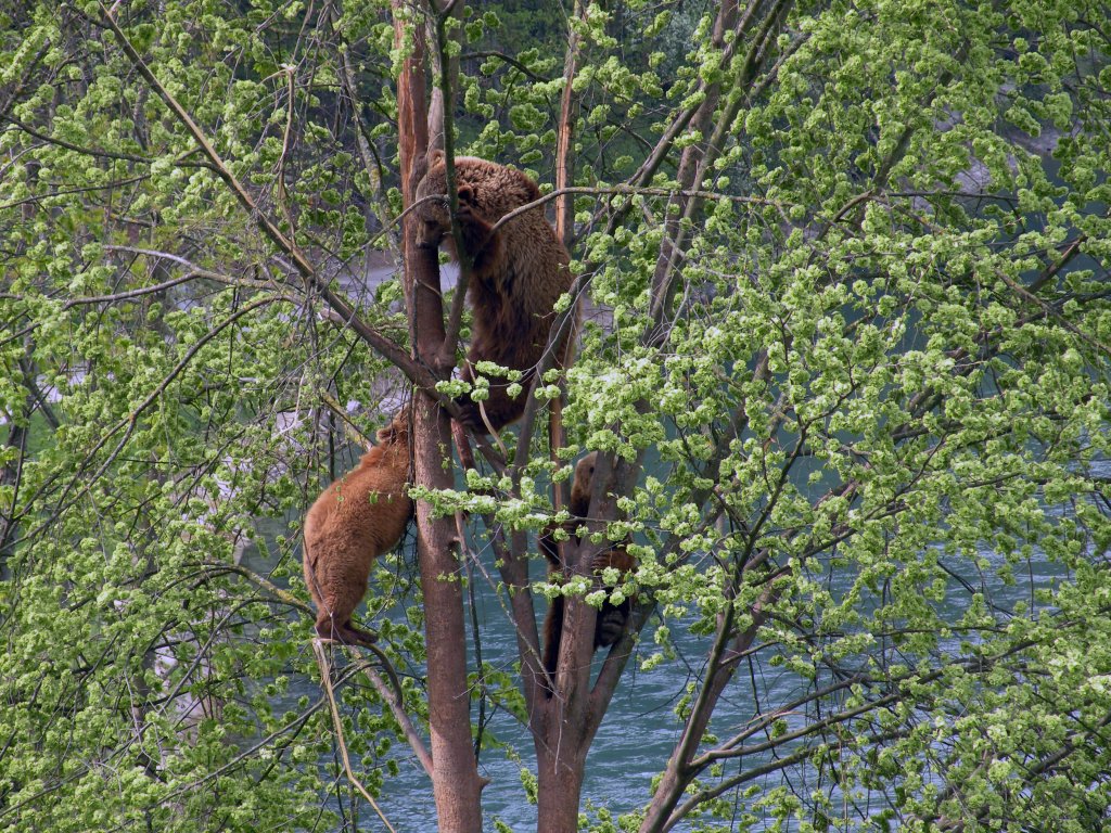 Bären sind doch gute Kletterkünstler. Das Berner Wappentier klettert in einem Baum herum. Die Aufnahme entstand im neuen Bärenpark in Bern am 14.04.2011.