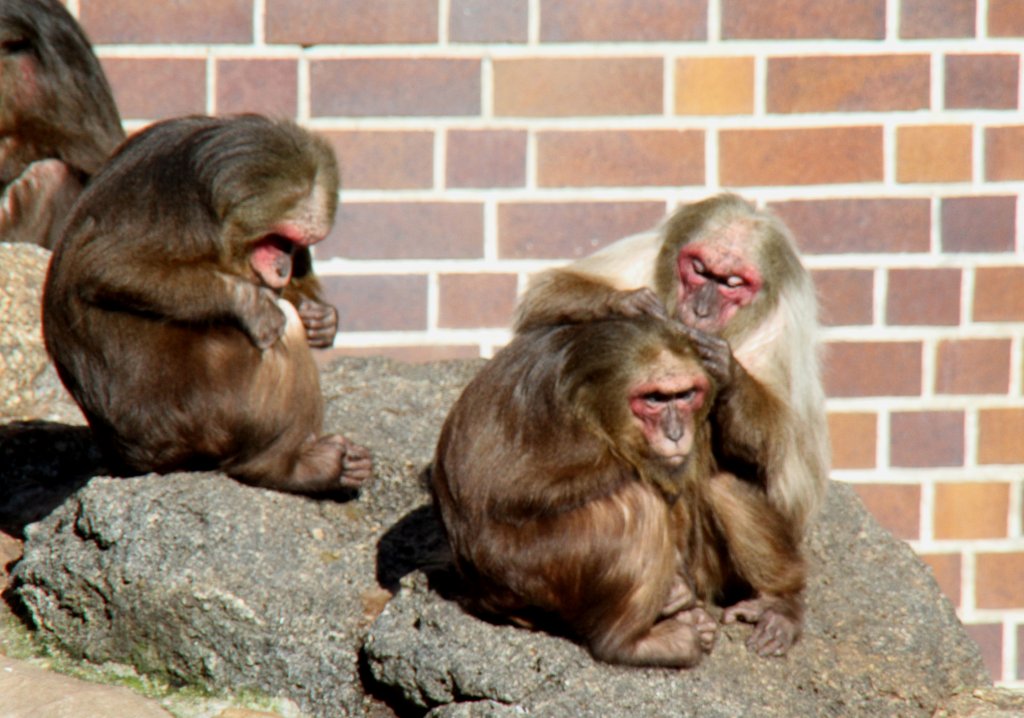 Brenmakaken (Macaca arctoides) beim Lausen. Zoologischer Garten Berlin am 25.2.2010.