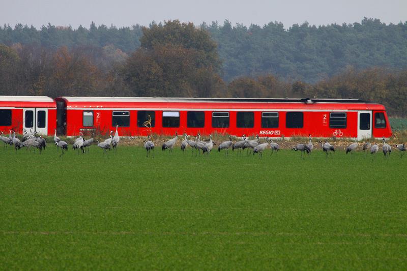 Bahnbild und Tier-Fotos in einem. Vom vorbeifahrenden Regiozug lassen sich die rastenden Kraniche bei Ldersdorf nicht stren; 03.11.2011