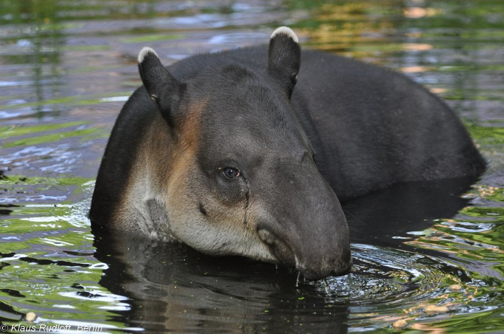 Bairds oder Mittelamerikanischer Tapir (Tapirus bairdii) im Zoo Cottbus. 