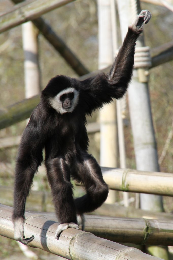 Balancierender Weihandgibbon oder auch Lar (Hylobates lar) im Tierpark Berlin.