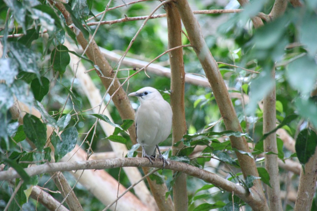 Balistar oder Bali-Mynah (Leucopsar rothschildi) am 13.12.2009 im Alfred-Brehm-Haus im Tierpark Berlin.