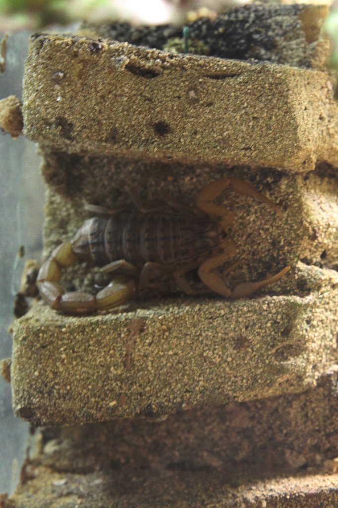 Balkan-Skorpion (Mesobuthus gibbosus) am 7.5.2010 im Exotarium Oberhof.