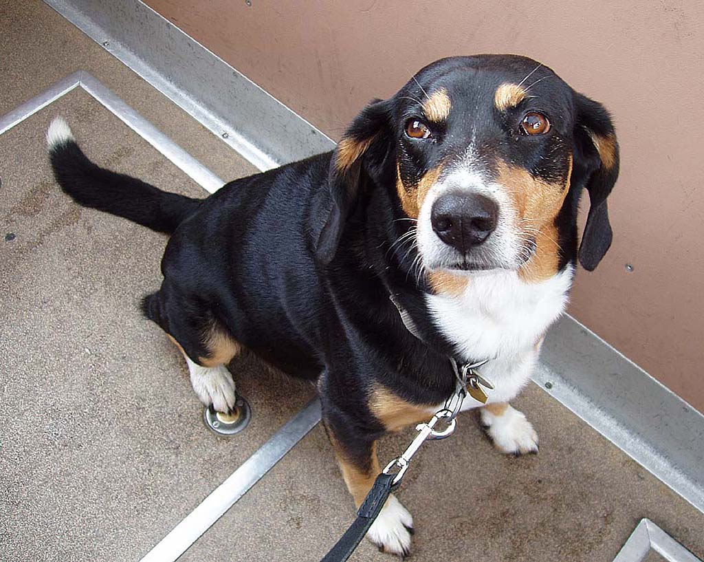 Balu, * Feb. 1997, † Nov. 2011, Mischling Appenzeller/Jura-Laufhund, sitzt brav in der Kabine der Standseilbahn am 05. Sept. 2007, 11:51