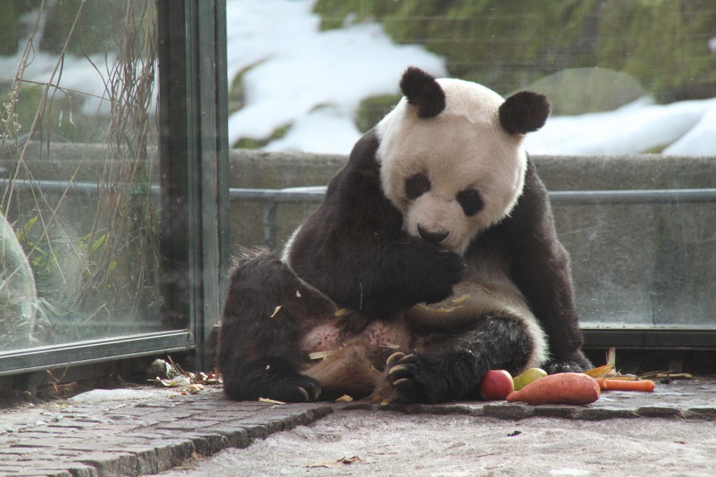 Bambusbr oder Groer Panda (Ailuropoda melanoleuca) am 25.2.2010 im Zoologischen Garten Berlin.