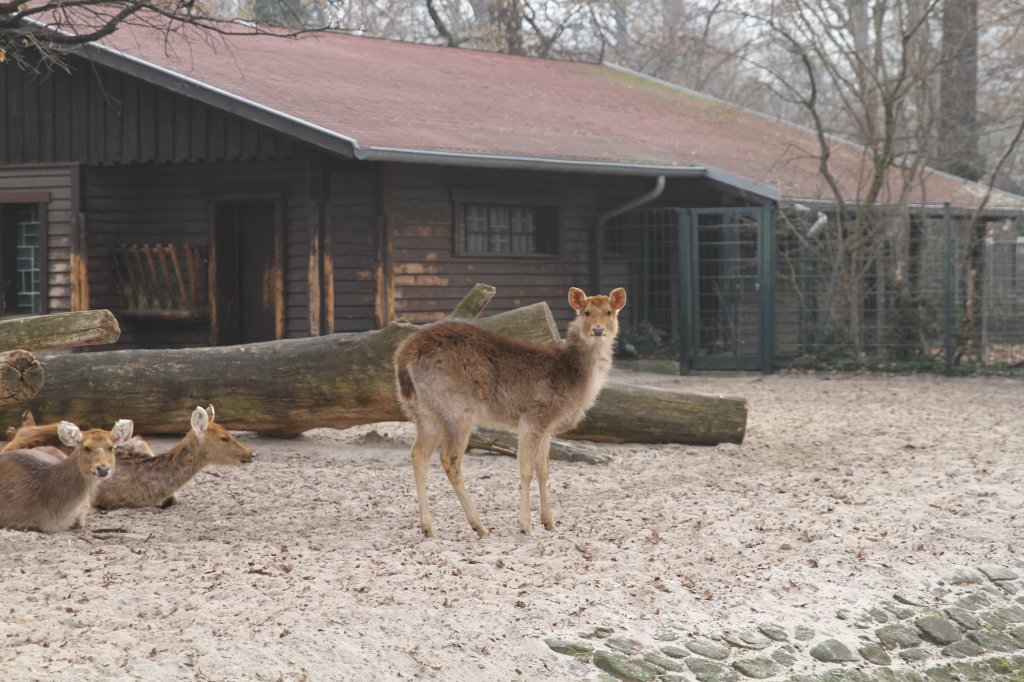 Barasinghas oder auch Zackenhirsche (Cervus duvaucelii) am 11.3.2010 im Zoo Berlin.