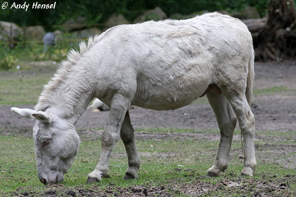 Barock-Esel. Zoo Eberswalde