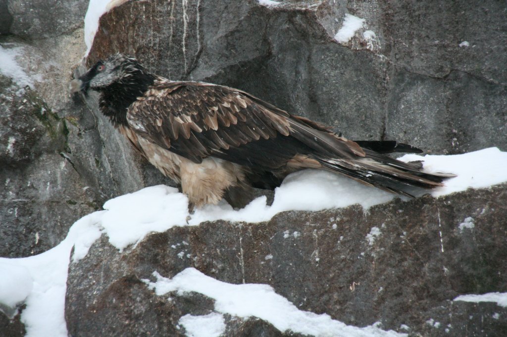 Bartgeier (Gypaetus barbatus barbatus) am 9.1.2010 im Tierpark Berlin.