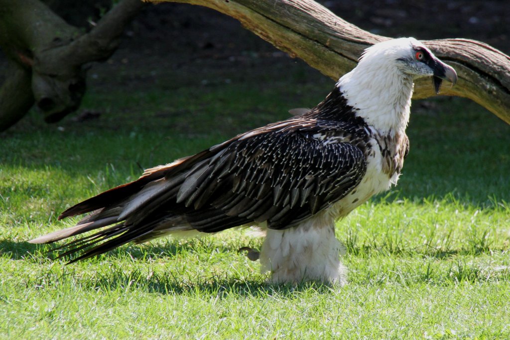 Bartgeier (Gypaetus barbatus barbatus) am 18.4.2010 im Tierpark Berlin.