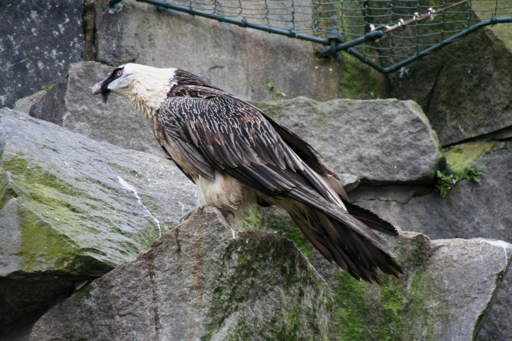 Bartgeier oder Lmmergeier ( Gypaetus barbatus) am 13.12.2009 im Tierpark Berlin.