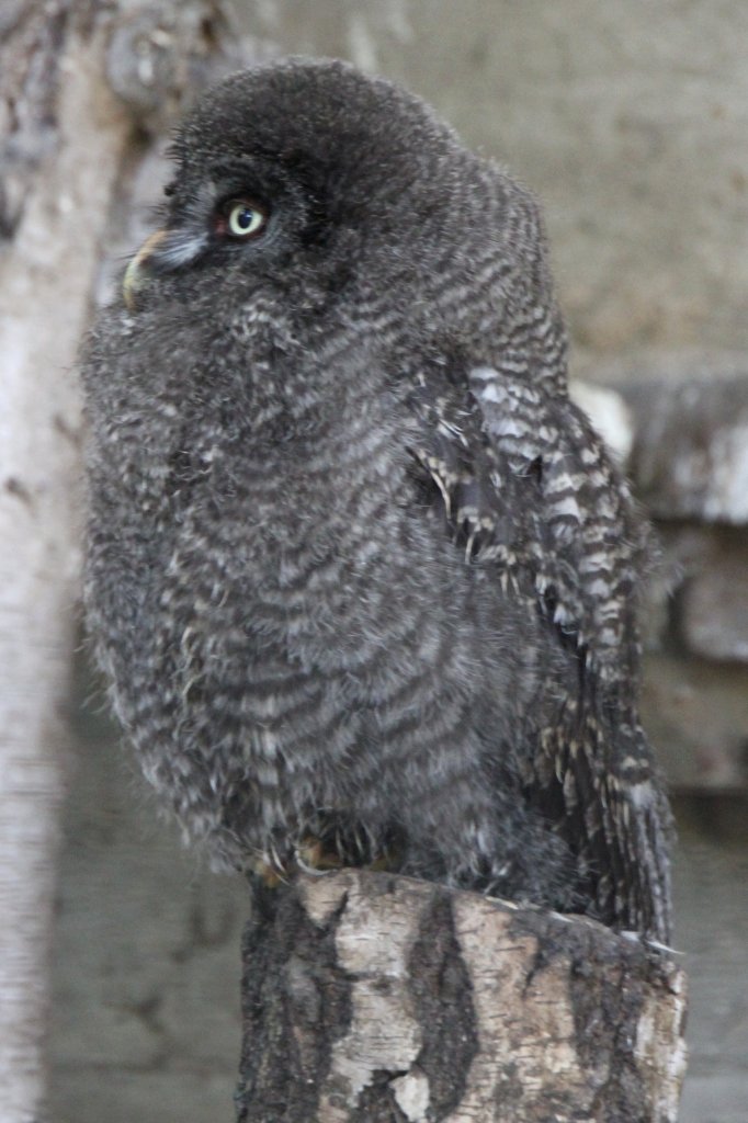 Bartkauz-Junges (Strix nebulosa) am 26.6.2010 im Zoo Leipzig. 