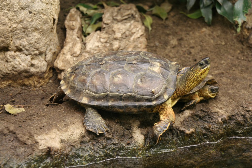 Bauchstreifen-Erdschildkrte (Rhinoclemmys funerea) am 13.12.2009 im Tierpark Berlin. Obwohl diese Art aus Mittelamerika kommt, wird sie zu den Altwelt-Sumpfschildkrten hinzugerechnet.