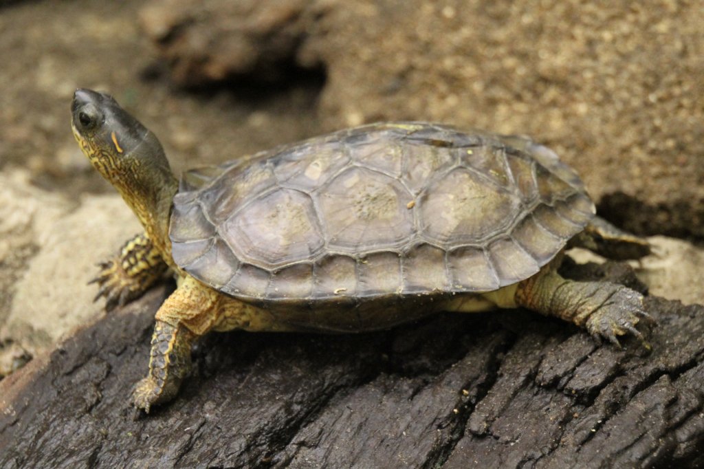 Bauchstreifen-Erdschildkrte (Rhinoclemmys funerea) im Tierpark Berlin.