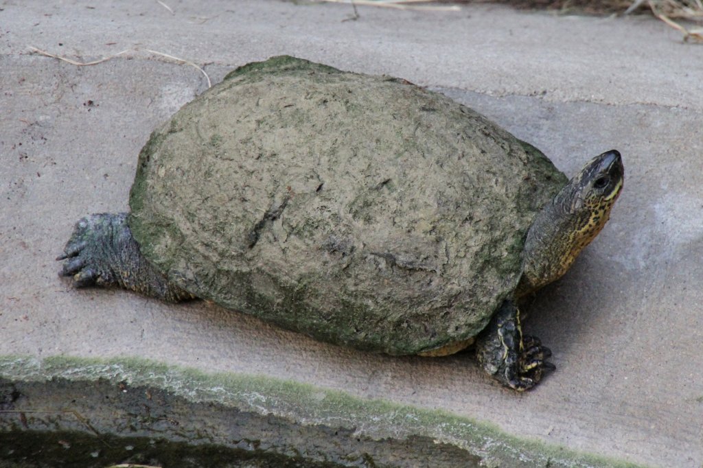 Bauchstreifen-Erdschildkrte (Rhinoclemmys funerea) im Tierpark Berlin.